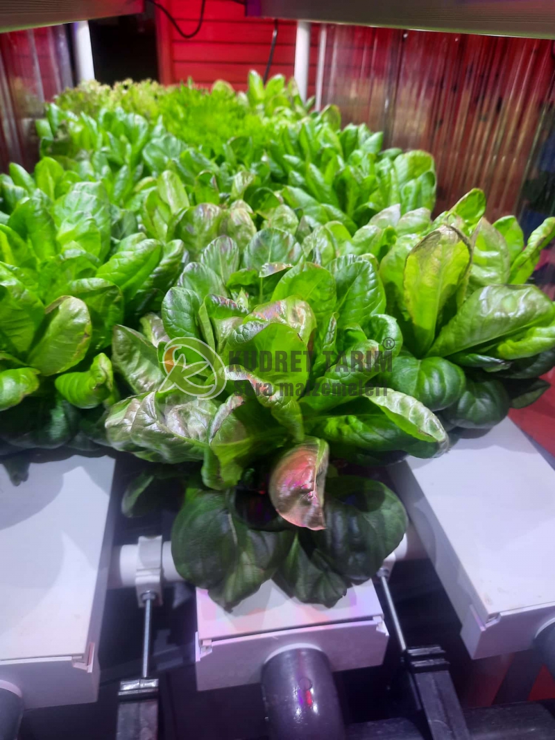 Hidroponik Hobi Üretim Seti